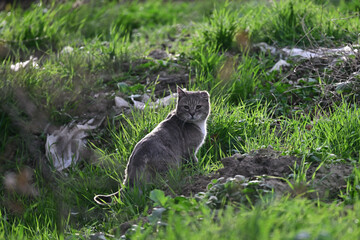 Wild Bob Cat aka Lynx rufus in the meadow