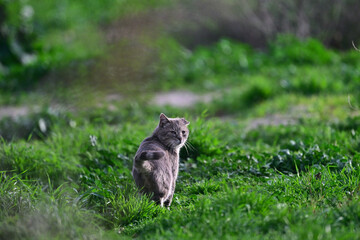 Wild Bob Cat aka Lynx rufus in the meadow