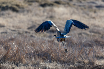 A great blue heron flies over brown grass