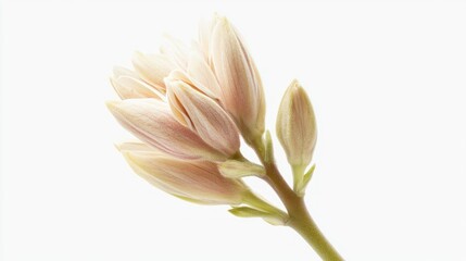 Obraz premium Pale flower bud blossoms, studio shot, white background, floral design