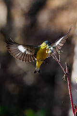 Two lesser goldfinch birds fight 