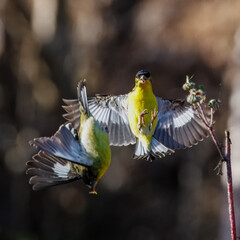 Two lesser goldfinch birds fight 
