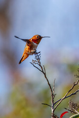 A hummingbird is flying and taking an insect
