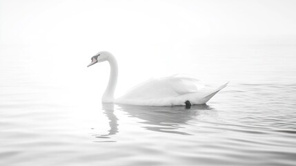 Fototapeta premium Elegant swan swimming calm lake, misty dawn, serene nature scene
