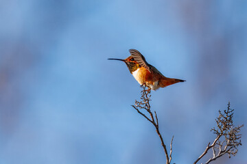 A hummingbird is flying and taking an insect