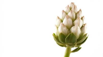 White flower bud, close-up, studio, pure background, botanical illustration
