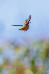 A hummingbird is flying and taking an insect