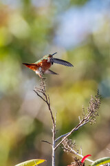 A hummingbird is flying and taking an insect