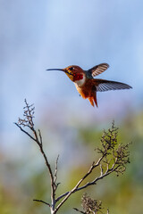 A hummingbird is flying and taking an insect