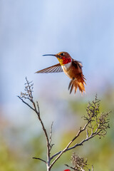 A hummingbird is flying and taking an insect
