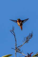 a hummingbird catching an insect