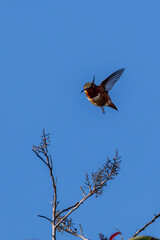 a hummingbird catching an insect