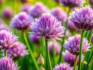 Obraz premium Vibrant macro photography captures the intricate details of fresh, green chives.