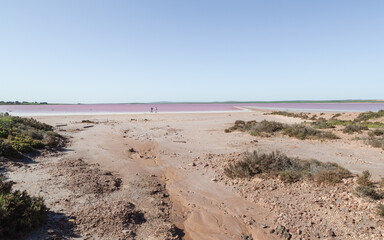 The harsh eroded, salt bush shore of a pink lake that has reduced in size with two people walking along the shoreline of the pink water in the distance, at Lake Bumbunga at Lochiel in South Australia.