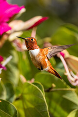 Closeup of a hummingbird 