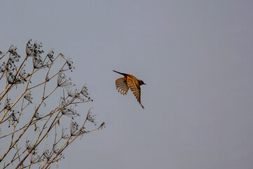 A says Phoebe taking off from a branch