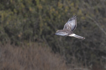red tailed hawk