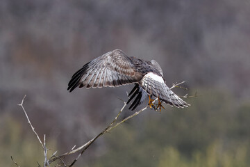 red-tailed hawk perched on a branch