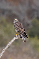 red tailed hawk perched on a branch