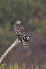 Obraz premium red tailed hawk perched on a branch