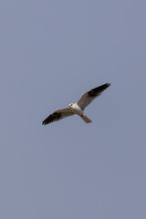 a white-tailed kite bird flies in sky