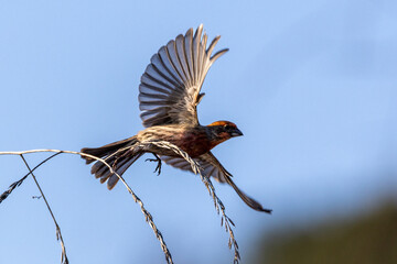 closeup of a bird taking off