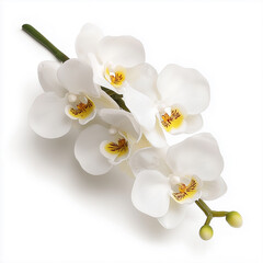 Branch of Blooming White Orchid with Yellow Lip Isolated on White Background
