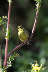 Lesser goldfinch birds taking flower seeds