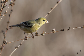 Closeup of a lesser Goldfinch taking flower seeds