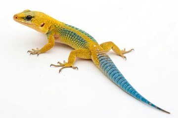 Fototapeta premium Vibrant yellow and blue lizard with a slender build and elongated body isolated on a white background, animal pictures, panther chameleon stock photo, green tree python