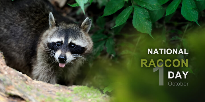 National raccon day