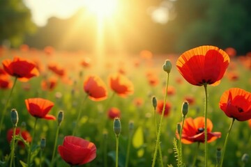 Fototapeta premium Sunlight filtering through poppy stems in the meadow, bloom, flowers, poppies