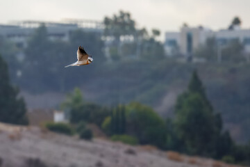 A white-tailed Kite bird flies in a valley