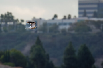A white-tailed Kite bird flies in a valley