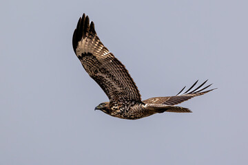 Closeup of a flying eagle 