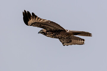 Closeup of a flying eagle 