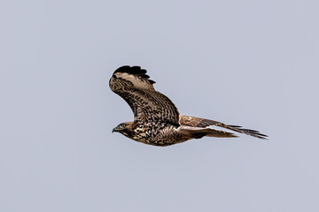 Closeup of a flying eagle 
