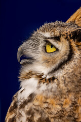 Closeup of the eyes of Owl