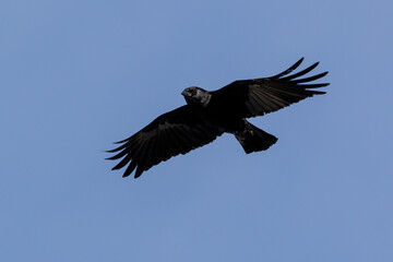 Fototapeta premium crow in flight