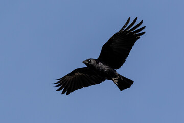 crow in flight