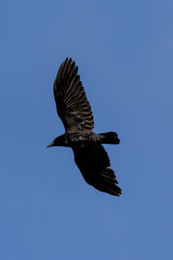 crow in flight