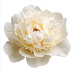 Fototapeta premium White Peony Isolated on White Background 
