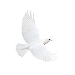 Obraz premium Elegant White Bird in Flight with Outstretched Wings and Graceful Movement
