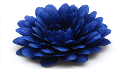 Obraz premium Chrysanthemum Isolated on White Background 