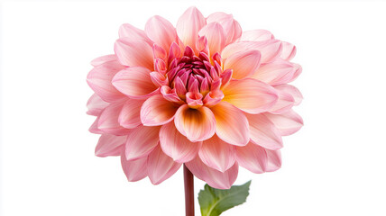 Fototapeta premium Chrysanthemum Isolated on White Background 