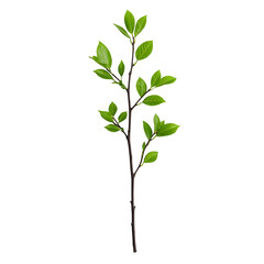 Fototapeta premium Green Leafy Branch with Fresh Leaves on Brown Stem Isolated Background