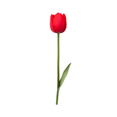 Single Red Tulip on a White Background with Green Stem and Leaf