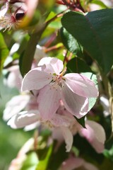 Light pink flowers of apples flowers in full bloom on a sunny spring day.