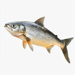 Fototapeta premium Freshwater fish with shiny scales and streamlined body isolated on white background showcasing aquatic beauty