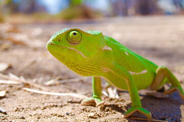 Lappenchamäleon (Chamaeleo dilepis)